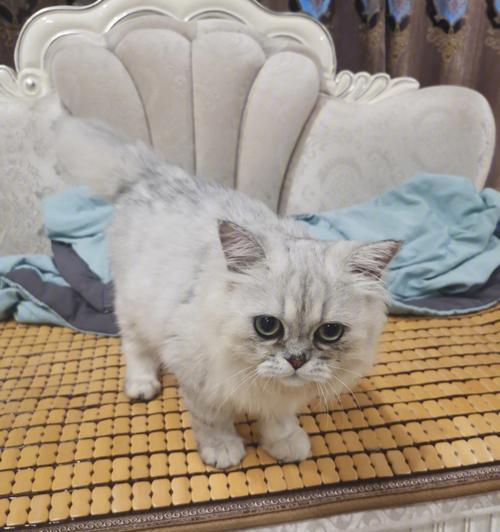 宠物打喷嚏拉稀该怎么办？（小狗狗和猫咪都可能遇到的健康问题，快来看看怎么应对！）