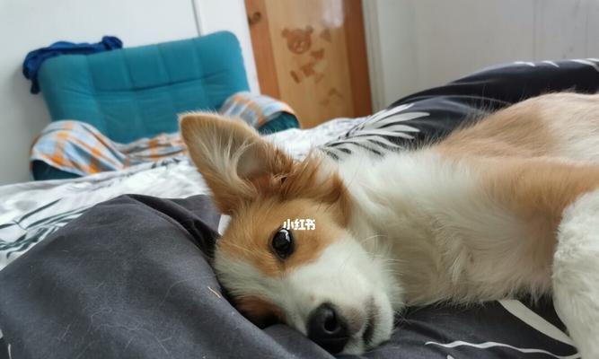 小狗为何喜欢睡在床边？（探究宠物狗喜欢在床边睡的原因与影响，）