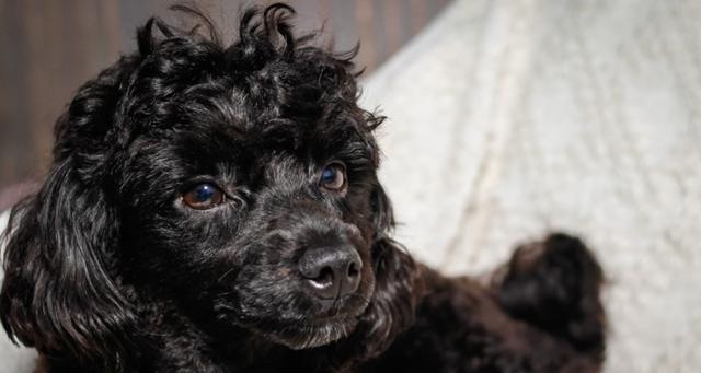 小狗眼白上有黑色的东西是什么？（探究小狗眼白上的黑色物质，让你更了解你的宠物！）