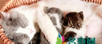 小猫吃奶的时期和注意事项（宠物猫的生长发育、母乳喂养和奶粉喂养、营养摄入和健康问题）