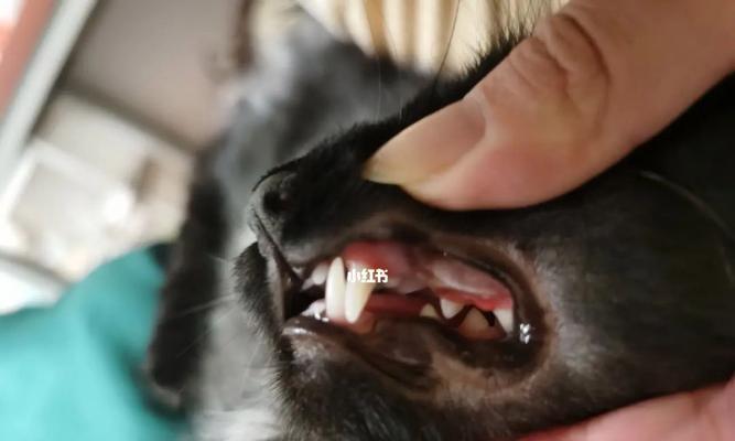 宠物猫得了口腔炎该怎么办？（口腔炎是否具有传染性？如何预防和治疗口腔炎？）