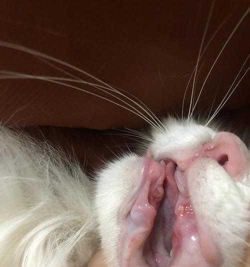 宠物猫得了口腔炎该怎么办？（口腔炎是否具有传染性？如何预防和治疗口腔炎？）
