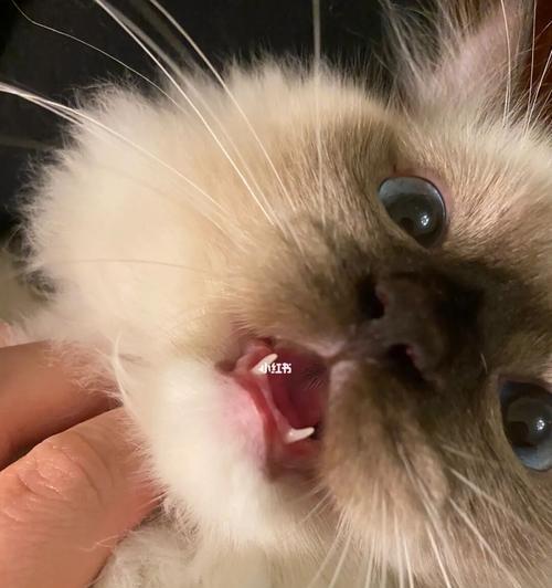 小猫为什么喜欢咬人？（探究小猫多动咬人的原因及应对方法）