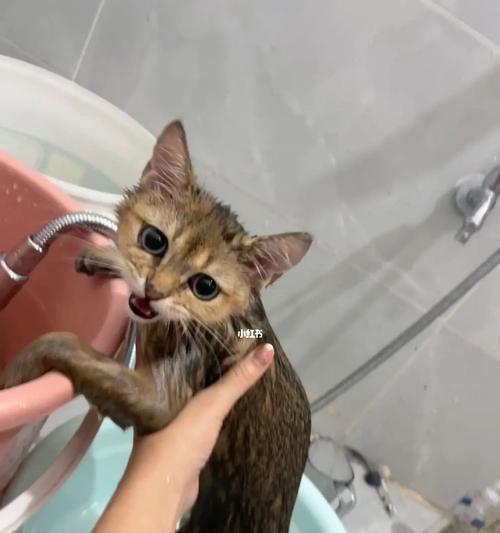 宠物猫生完小猫多久洗澡？（了解正确洗澡时间，让您的猫咪更健康）