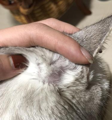 宠物小猫耳朵开裂与癣的处理方法（解决小猫耳朵开裂及癣症状，让宠物健康快乐成长）