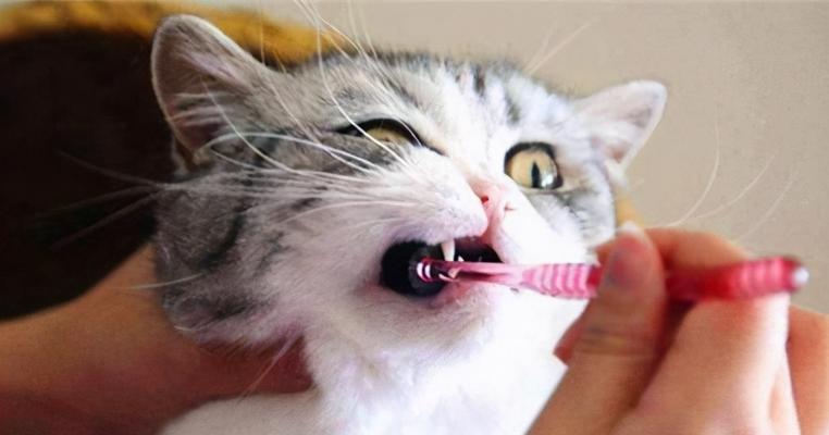 小猫的尖牙断了，如何处理？（宠物的健康需要好好呵护）