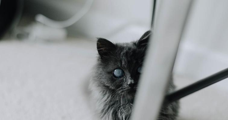 小猫眼睛的奇妙之处（探秘小猫眼睛为何蓝灰色，颜色背后的故事）