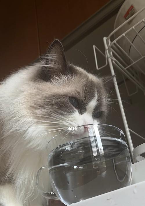 宠物小猫为何总是不停喝水？（探究小猫喜欢喝水的原因与注意事项）