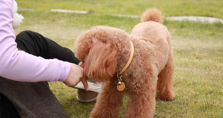 茶杯泰迪的狗粮摄入量控制（以一斤半的体重为基准，每日摄入狗粮的合适量是多少？）