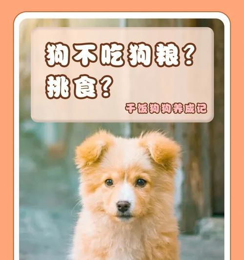 幼犬何时可以吃狗粮？