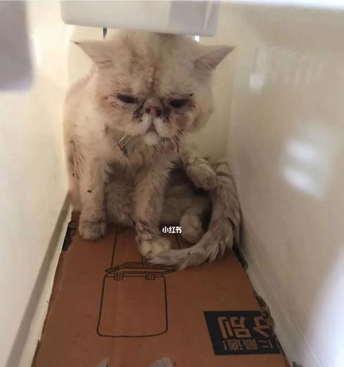 治疗猫瘟需要多少费用？（在家怎样治疗猫瘟？）