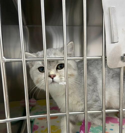 治疗猫瘟需要多少费用？（在家怎样治疗猫瘟？）