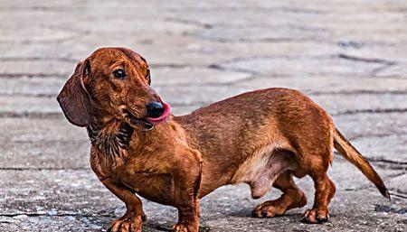 解读腊肠犬的性格和特点（探究腊肠犬的习性和魅力）