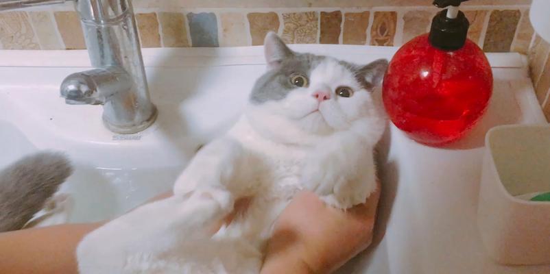 猫咪洗澡的注意事项（以宠物为主，让爱宠健康舒适）