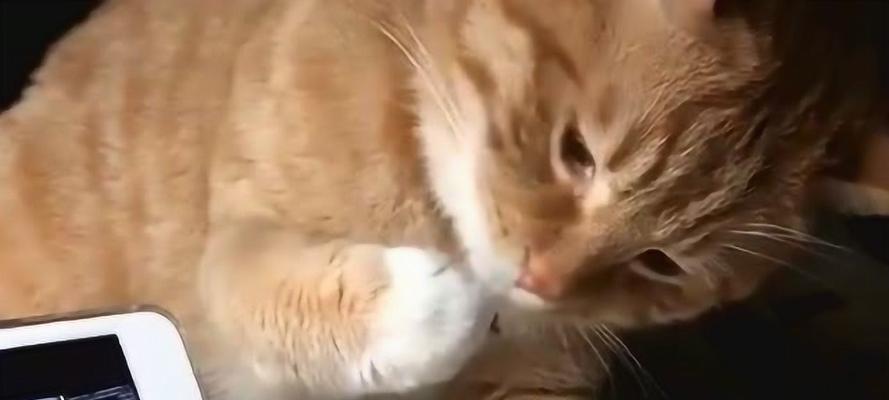 猫咪舔爪子的原因及对它们的意义/猫咪行为习惯的解读（猫咪舔爪子的原因及对它们的意义/猫咪行为习惯的解读）