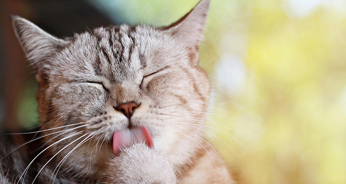 猫咪舔爪子的原因及对它们的意义/猫咪行为习惯的解读（猫咪舔爪子的原因及对它们的意义/猫咪行为习惯的解读）