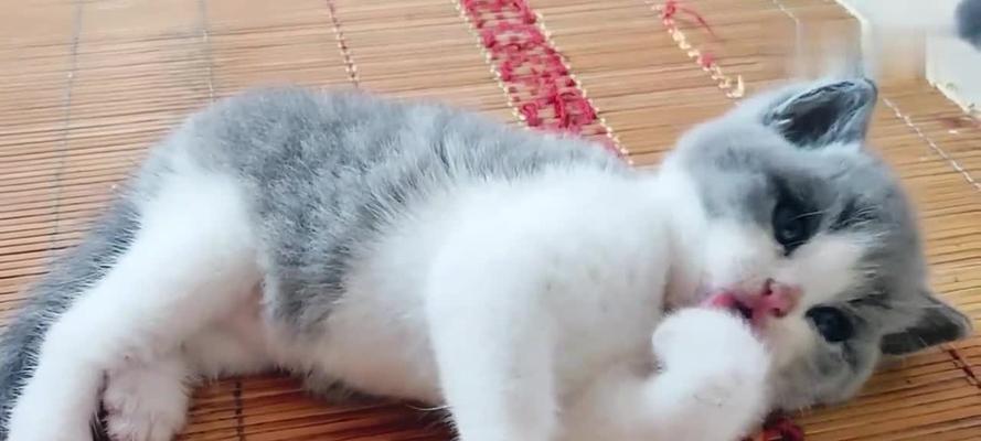猫咪舔爪子的原因及对它们的意义/猫咪行为习惯的解读（猫咪舔爪子的原因及对它们的意义/猫咪行为习惯的解读）