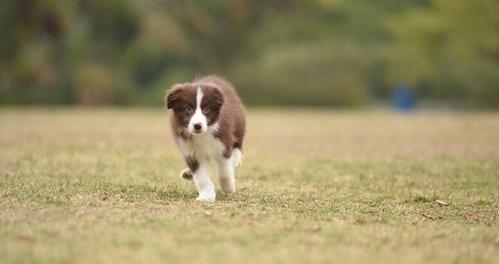 训练你的边境牧羊犬成为飞碟高手（以宠物为主，打造一个飞碟队）