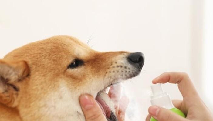 宠物健康从口开始——如何注意狗狗的口腔清洁（狗狗口腔问题不容忽视，要从生活习惯、牙齿清洁、饮食等方面入手）