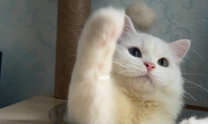 宠物猫的零食吃法详解（三个月小猫可以吃零食吗）