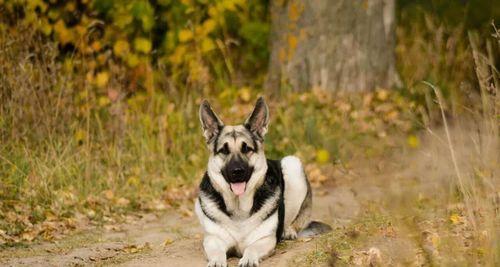 了解俄罗斯犬的品种特点和养护技巧（了解俄罗斯犬的品种特点和养护技巧）