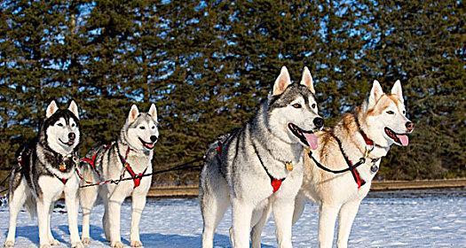 哈士奇犬——南部俄罗斯的宠物选择（了解哈士奇犬的品种特点和饲养技巧）