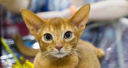 耳朵大的猫咪——加菲猫（探秘加菲猫的魅力和特点）