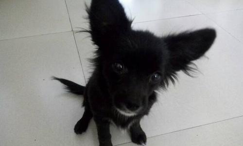 探秘耳朵是黑色的狗的品种与命名（了解黑耳狗的特征与性格）