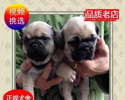 二十天小狗喂养全攻略（宠物养成必看）