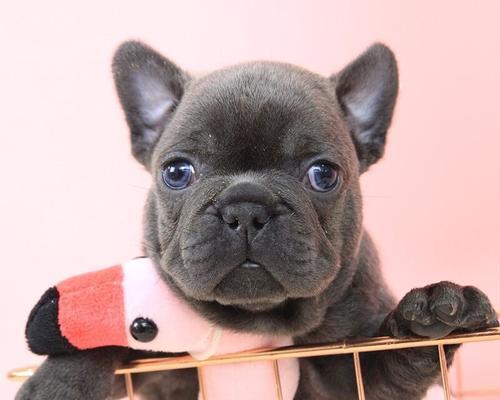 以法斗犬为什么常要填鼻（探寻法斗犬的独特魅力与自我保护本能）