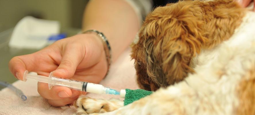 小狗疫苗接种指南（宠物照顾的关键）
