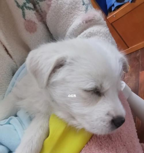 如何正确养护新带回家的小狗（宠物养成需要掌握的方法及技巧）