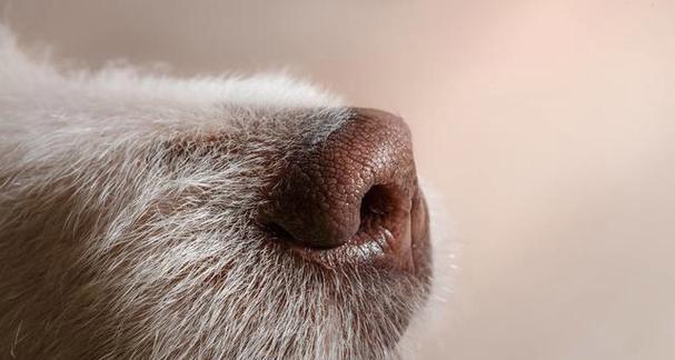 小狗鼻子干燥的原因及应对方法（宠物饮食）