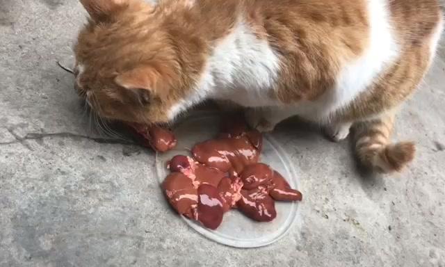 为你的爱犬增添鸡肝的健康饮食（宠物饲养必知——如何正确给狗狗补充鸡肝）