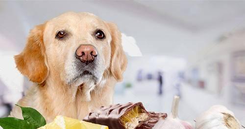 为你的爱犬增添鸡肝的健康饮食（宠物饲养必知——如何正确给狗狗补充鸡肝）