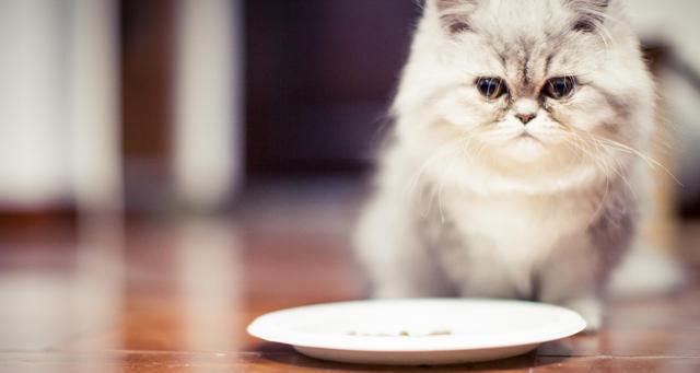 照顾宠物猫咪，如何补充营养（掌握以下15个方法）
