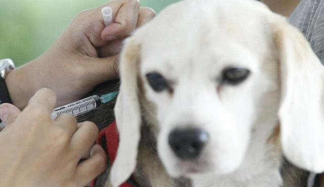 如何为宠物狗打细小疫苗（科学防疫）