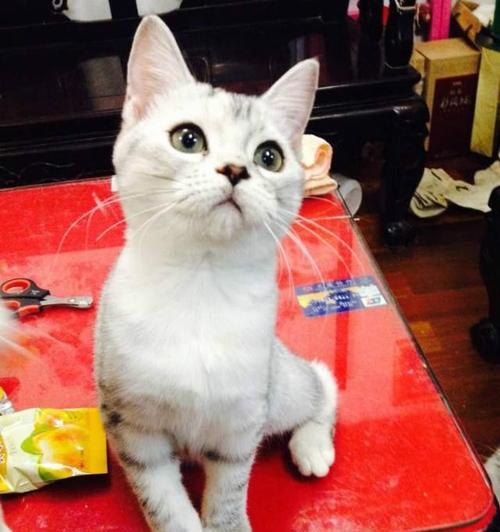 探寻折耳猫的名字文化（从宠物到名字）