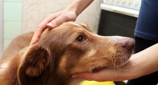 了解如何预防狗的脑炎，保护宠物健康（了解如何预防狗的脑炎）
