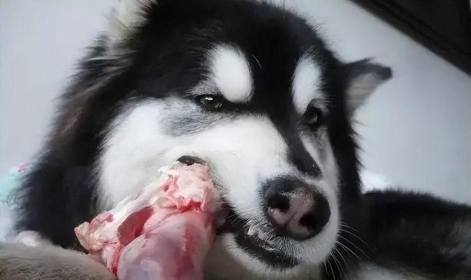 狗狗被咬不吃东西，怎么办（一位宠物主人的经历分享和建议）