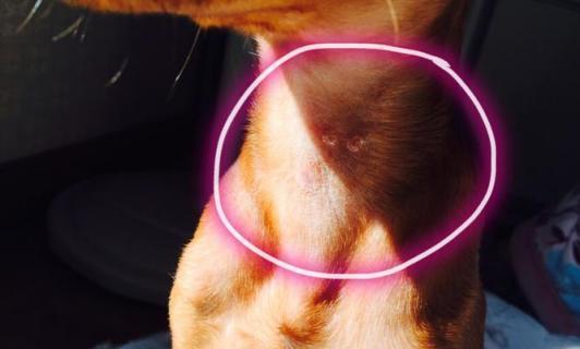 宠物狗狗肿块增多，如何应对（预防、诊断和治疗狗狗肿块）