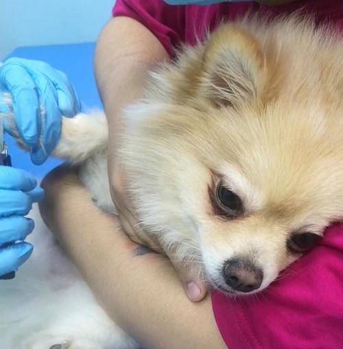 狗狗肠炎引发的眼屎问题剖析（肠胃问题对宠物眼部健康的影响及治疗方法）