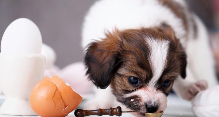 狗狗吃鸡蛋黄的益处和注意事项（掌握正确的喂食方式）