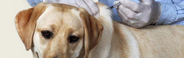 宠物狗狗打狂犬疫苗是必需的（每年都要打吗）