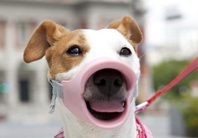 狗狗戴嘴罩如何散热（宠物主人必看的散热技巧）