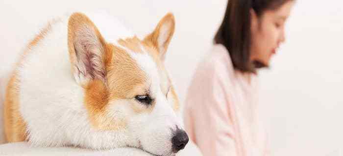 如何识别狗狗细小病毒的早期症状（了解细小病毒）