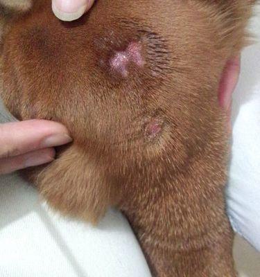 狗狗真菌痒的治疗方法（宠物主人必须知道的预防与治疗措施）