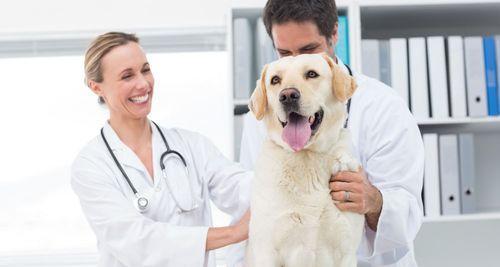 宠物狗狗疫苗接种时间表及注意事项（一年几次）