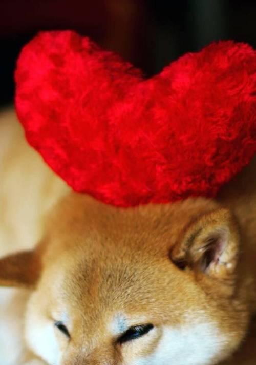狗狗耳朵里留红色，是什么原因（探究耳朵里出现红色物质的可能原因和治疗方法）