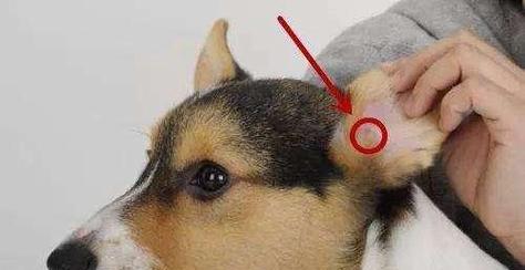 狗狗耳朵里的黄色泡是怎么回事（探究狗狗耳朵里黄色泡的成因和治疗方法）